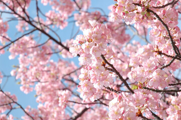 Obraz premium 桜