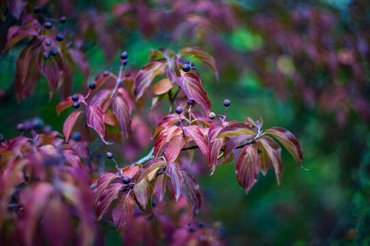 Autumnal tree leaves