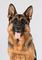big shepherd dog looks on gray background