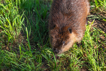 Adult Beaver (Castor canadensis) Looks Up From Ground Summer
