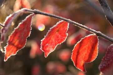 霜と紅葉