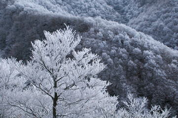 霧氷