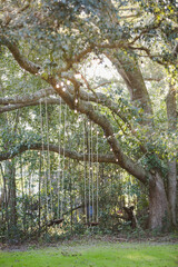 Two Handmade Wooden Swings Hanging from a Beautiful Shady Oak Tree with Market Lights