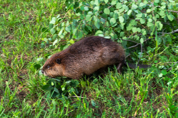 Adult Beaver (Castor canadensis) Runs Left Away From Branch Summer