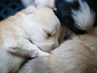 Abandoned newborn puppies, animal shelter.