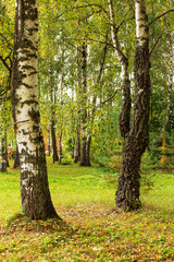 impressive birches warm autumn in the grove