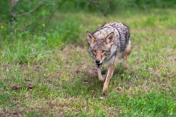 Fototapeta premium Adult Coyote (Canis latrans) Trots Forward Licking Chops Summer