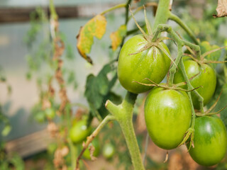 Green tomato plant with sick leaves.