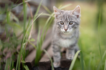 Obraz premium gray kitten on a bench in the garden
