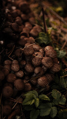 Mushrooms on the background of the autumn forest and in a basket.
