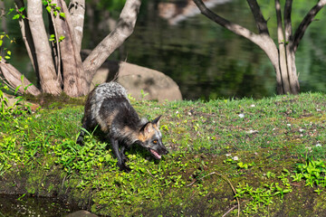 Adult Cross Fox (Vulpes vulpes) Stalks Across Island Summer