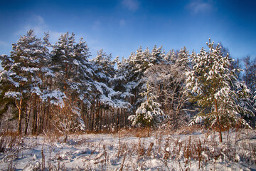 Winter landscape, snowy forest in cold weather.