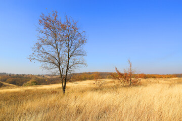 Fototapeta na wymiar Autumn tree on meadow