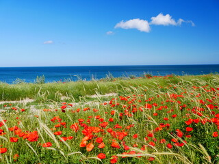 Mohn und Meer