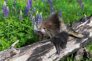 Porcupette and Adult Porcupine (Erethizon dorsatum) Pass on Log Lupin Behind Summer