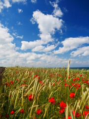 Mohn und Meer