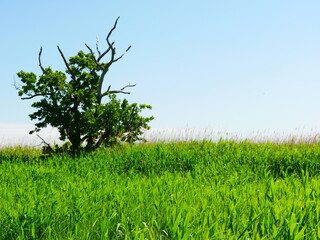 Busch auf Wiese