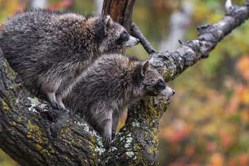 Raccoons (Procyon lotor) Looks Right Together in Tree Autumn