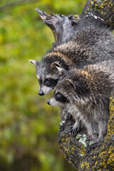 Raccoons (Procyon lotor) Almost Nose to Nose in Tree Autumn