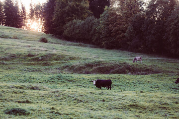 Kuh im Sonnenuntergang