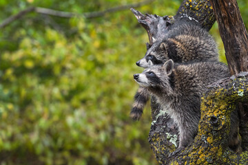 Raccoons (Procyon lotor) Looks Up and Left in Tree Autumn