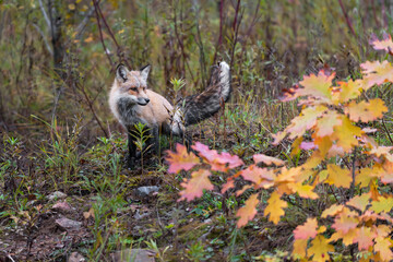 Red Fox (Vulpes vulpes) Squats to Scent Mark Autumn