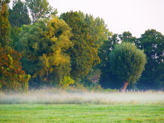 Morgentau