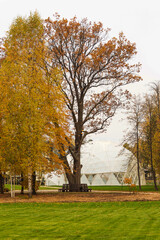 a rest corner with benches among the trees in the warm autumn