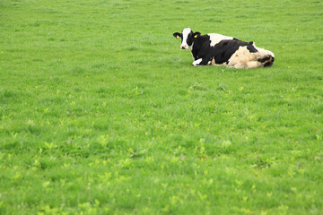 Fototapeta premium 放牧地の乳牛