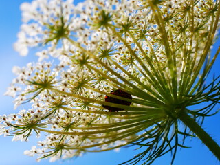 Käfer in Blume