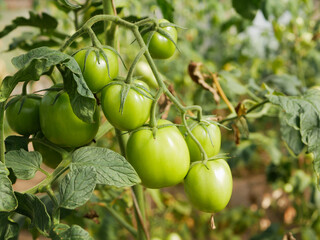 Close-up of green unripe tomato fruits.