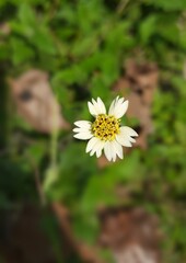 TRIDAX PROCUMBENS_ | VJ Capture | Indian Flower