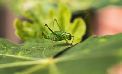 cricket