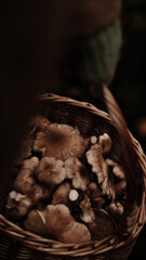 Mushrooms on the background of the autumn forest and in a basket.
