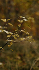 Nature of the autumn forest. Mushrooms, berries, trees, moss on an emerald background.