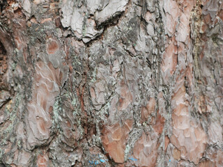 Cracked rough gray tree bark background.