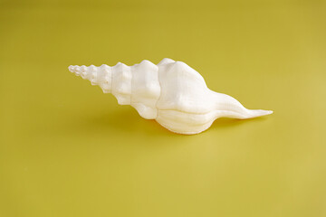 A white shell on yellow background