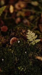 Nature of the autumn forest. Mushrooms, berries, trees, moss on an emerald background.