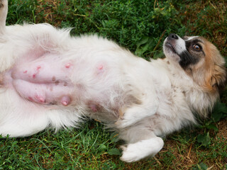 Nursing dog nipples, animal breeding concept.