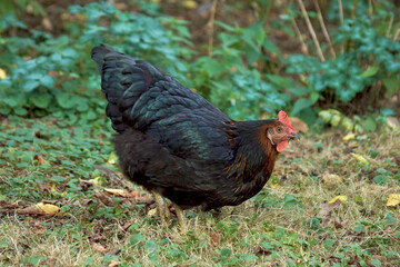 A black chicken with reflections in feathers / Poule au plumage noir avec reflets