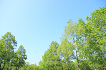 新緑の木々