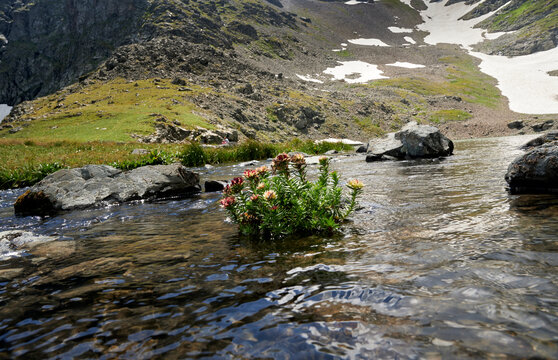 radiola flowers growing in the middle of the river rush