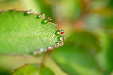 水滴のついたバラの葉っぱ/ガーデニング/雨上がり/天気