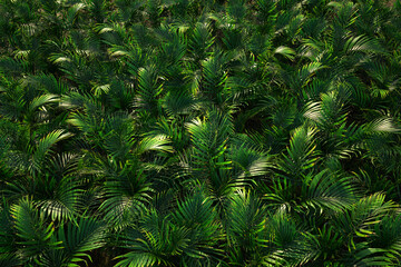Cool Pal tree background. Palm tree leaves pattern. Rainforest