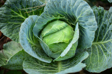 Fototapeta na wymiar Large green cabbage on a vegetable garden in soft focus 