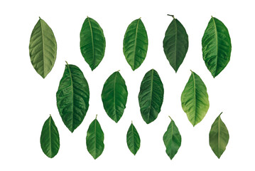 Fototapeta premium Set of green citrus leaves isolated on white background.