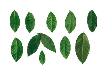 Set of green citrus leaves isolated on white background.
