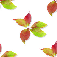 Leaves of wild grape. Seamless pattern. Colorful Autumn leaves isolated on a white background