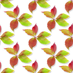 Fototapeta premium Leaves of wild grape. Seamless pattern. Colorful Autumn leaves isolated on a white background