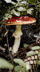 Mushrooms on the background of the autumn forest and in a basket.
